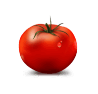 Fresh Tomato